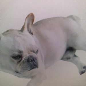 Meet your Posher, Darwin